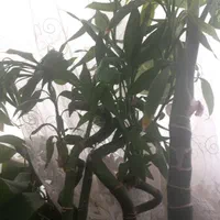 کل بامبو|گل و گیاه طبیعی|اصفهان, امین‌آباد|دیوار