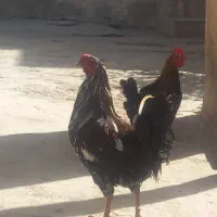 خروس گلین