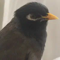 مرغ مینا سخنگو نر دستی با قفس فروشی|پرنده|تهران, شهرک ولیعصر شمالی|دیوار