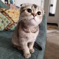 واگزاری اسکاتیش بریتیش