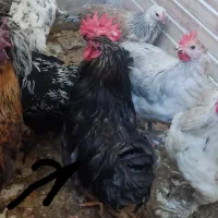مرغ خروس مارانس . امروکانا