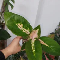 گیاهان خاص|گل و گیاه طبیعی|مراغه, |دیوار