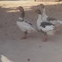 غاز|حیوانات مزرعه|کوهدشت, |دیوار
