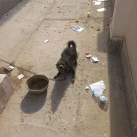 سگ پاکوتاه بسیار زرنگ و باهوش|سگ|کلاله, |دیوار