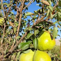 باغ گلابی|خدمات باغبانی و درختکاری|اهواز, زرگان|دیوار