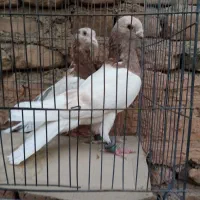 چند جفت هفت رنگ