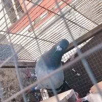 پلاکی و طوقی