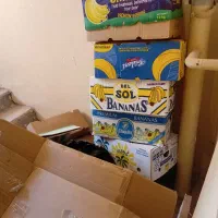 کارتن موزی برای اساس کشی