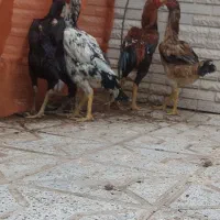 تخم لاری