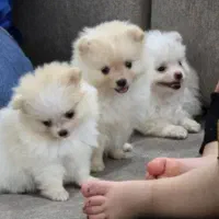 پامرانین لیوانی سفید