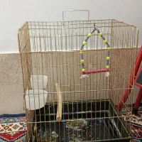 قفس پرنده مرغ مینا عروس هلندی وغیره