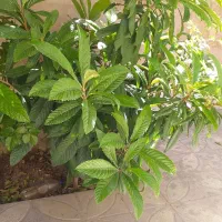 نهال نارنج .نهال ازگیل