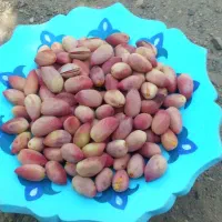 پسته تازه سفید دانه