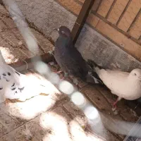 یک جفت کبوتر زاغ معاوضه
