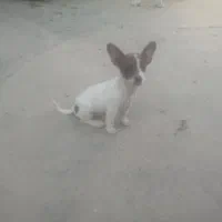 واگذاری سگ پاکوتاه