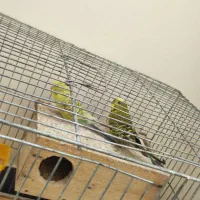 مرغ عشق گمشده