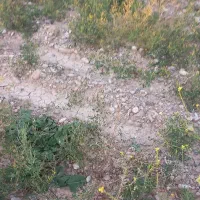 زمین-کشاورزی