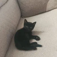 گربه واگزاری