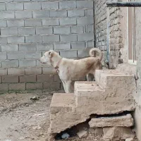 وگذاری پژدر