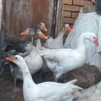 مولد غاز محلی اصیل