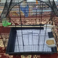 کوتوله برزیلی بهترین رنگ در نژاد خودش|پرنده|مشهد, عبادی|دیوار