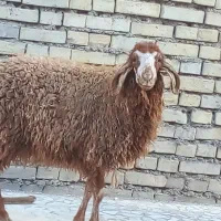 بره|حیوانات مزرعه|اهواز, زیتون کارمندی|دیوار
