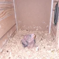 یک جفت عروس هلندی مولد|پرنده|ماهدشت, |دیوار