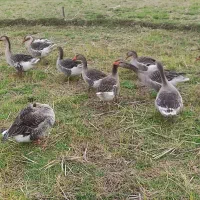 فروش غاز محلی ودورگه