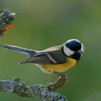 سهره قره باغی