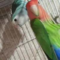 کوتوله جفت نرماده عروس هلندی گرینچیک باضمانت کتبی