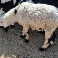 بره نر تازه یک سال شده