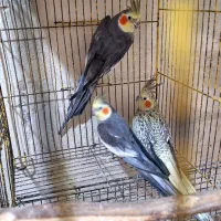 طوطی عروس هلندی