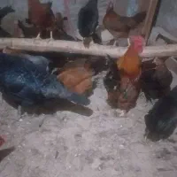 مرغ محلی|حیوانات مزرعه|دهگلان, |دیوار