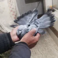 کفتراصفهانیبازیکن|پرنده|خمینیشهر, |دیوار