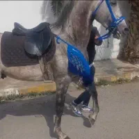 نریان عرب ۶ دنگ
