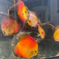 دیسکس ۷ عدد سالم