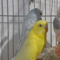 مرغ عشق انگلیسی و فنچ نرگسی تخمی|پرنده|زاهدان, |دیوار