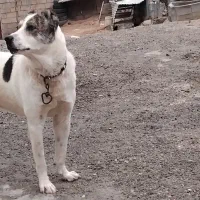 سگ دورگه|سگ|سرپل ذهاب, |دیوار