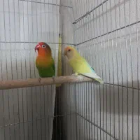 فروش طوطی برزیلی