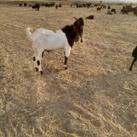 بزنر|حیوانات مزرعه|همدان, |دیوار