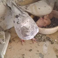 نرو ماده سرور