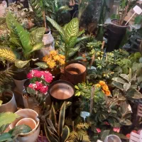 گل گیاه آپارتمانئ|گل و گیاه طبیعی|ورامین, ورامین|دیوار