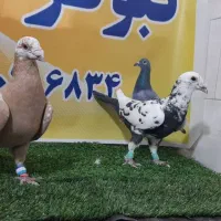 کفترهوای|پرنده|مه ولات, |دیوار