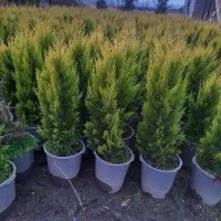 کاج طلایی|گل و گیاه طبیعی|کهن آباد, |دیوار