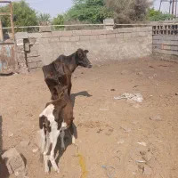 گاو با گوساله ماده اولین شکم