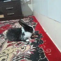 خرگوش لوپ هلندی|موش و خرگوش|گنبد کاووس, |دیوار