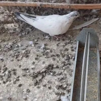 کبوتر|پرنده|سمنان, |دیوار