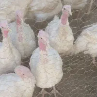 بوقلمون گوشتی ارگانیک  بیوتی ۶ اصل|حیوانات مزرعه|کرمانشاه, |دیوار