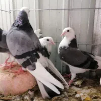 جوجه پرشی|پرنده|قم, دروازه چوبی|دیوار
