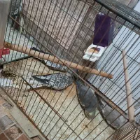 تعدادی عروس هلندی